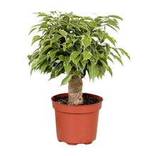 Kamerplant - Ficus Benjamina Kinky - Pot Ø 12cm Hoogte ↕ 28cm