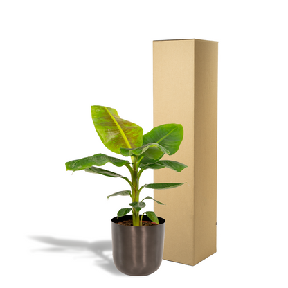 Kamerplant - Musa Dwarf Cavendish - Inclusief sierpot - Pot Ø 21cm Hoogte ↕ 90cm