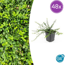 Buitenplant 48x Euonymus fort. 'Minimus' - Winterhard - Pot Ø 9cm Hoogte ↕ 10-25cm