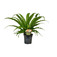 Kamerplant - Asplenium Osaka - Pot Ø 17cm Hoogte ↕ 40cm