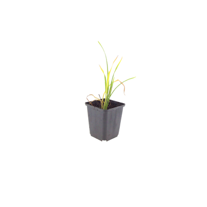 24x Hemerocallis 'Stella de Oro' - ↕10-25cm - Ø9cm