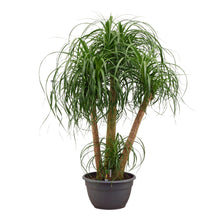 Beaucarnea multi stam - 130cm