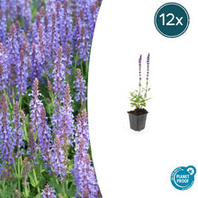 Buitenplant 12x Salvia nemorosa 'Caradonna' - Bloeiend - Pot Ø 9cm Hoogte ↕ 10-25cm