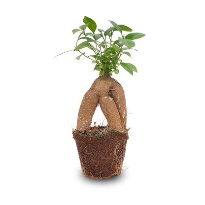 Kamerplant - Ficus microcarpa Ginseng Bonsai - Pot Ø 9cm
