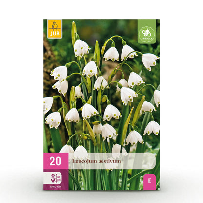 Buitenplant 20x Leucojum Aestivum - Bloembollen Wit - Bolmaat 8/9