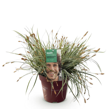 Buitenplant - Carex oshimensis Everest - Winterhard - Pot Ø 17cm Hoogte ↕ 50cm