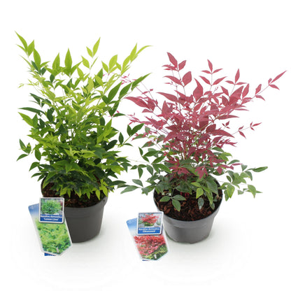 Buitenplant 2x Nandina Duo - Groenblijvend - Pot Ø 17cm Hoogte ↕ 45cm