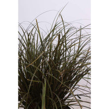 Buitenplant - Uncinia Rubra - Pot Ø 14cm Hoogte ↕ 30cm