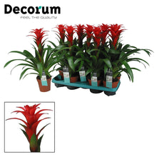 Kamerplant - Guzmania Calypso - Pot Ø 13cm Hoogte ↕ 50cm