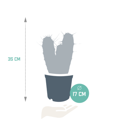 Kamerplant - Myrtillocactus geometrizans - Hoogte ↕ 17cm