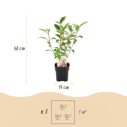 Buitenplant 3x Hydrangea paniculata 'Vanille Fraise' - Bloeiend - Pot Ø 17cm Hoogte ↕ 50cm