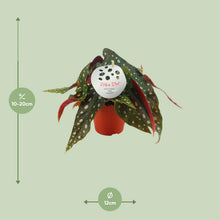 Kamerplant - Begonia Maculata - Pot Ø 12cm Hoogte ↕ 20cm