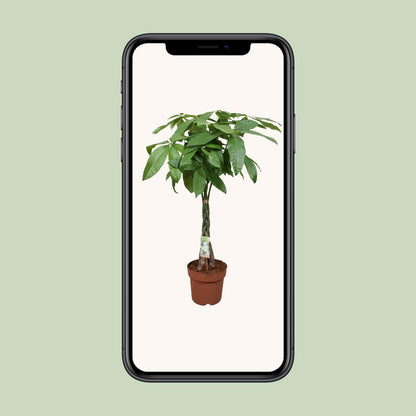 Kamerplant - Pachira Aquatica - Hoogte ↕ 35-160cm