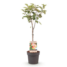Buitenplant - Malus domestica Jonagold - Fruitboom - Pot Ø 21cm Hoogte ↕ 90cm