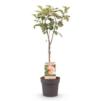Buitenplant - Malus domestica Jonagold - Fruitboom - Pot Ø 21cm Hoogte ↕ 90cm