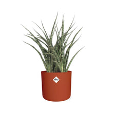 Kamerplant - Sansevieria Fernwood Punk - Pot Ø 14cm