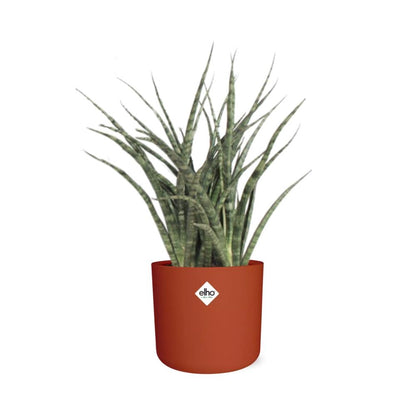 Kamerplant - Sansevieria Fernwood Punk - Pot Ø 14cm