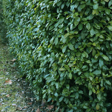 Buitenplant 6x Prunus laurocerasus 'Etna' - Groenblijvend, Haagplant - Pot Ø 17cm Hoogte ↕ 50cm