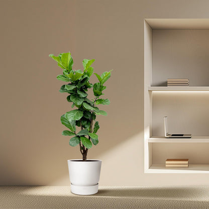 XL kamerplant - Ficus Lyrata vertakt - Pot Ø 24-27cm Hoogte ↕ 150cm