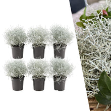 Buitenplant 6x Calocephalus - Pot Ø 10cm Hoogte ↕ 15cm