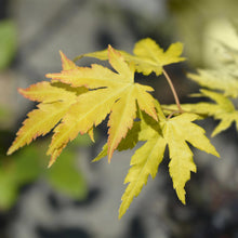 Buitenplant - Acer palmatum Orange Dream - Winterhard - Pot Ø 19cm Hoogte ↕ 70cm