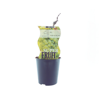 Buitenplant - Vitis 'Vroege van der Laan' (Witte druif) - Pot Ø 12cm Hoogte ↕ 30cm