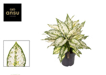 Kamerplant - Aglaonema White Kiwi - Pot Ø 19cm Hoogte ↕ 40cm