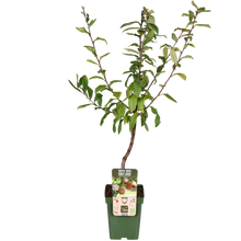 Buitenplant - Mespilus germanica 'Westerfield' - Winterhard - Pot Ø 23cm Hoogte ↕ 120cm