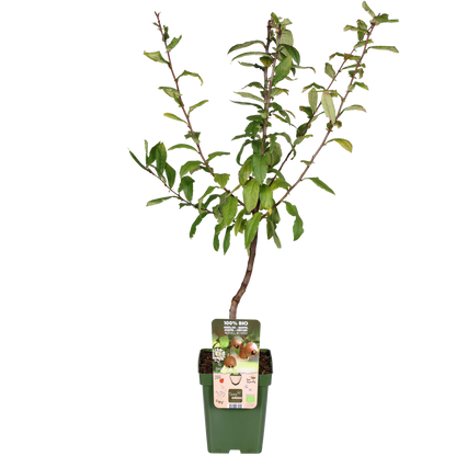 Buitenplant - Mespilus germanica 'Westerfield' - Winterhard - Pot Ø 23cm Hoogte ↕ 120cm