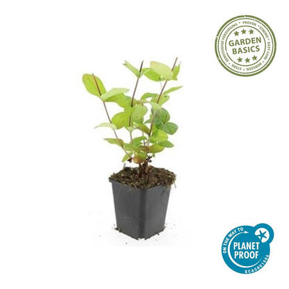 Buitenplant 6x Hypericum inodorum 'Beauty' - Bloeiend - Pot Ø 9cm Hoogte ↕ 10-25cm