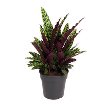 Kamerplant - Calathea Lancifolia - Pot Ø 27cm Hoogte ↕ 70cm