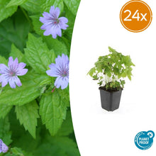 Buitenplant 24x Geranium nodosum - Bloeiend - Pot Ø 9cm Hoogte ↕ 10-25cm
