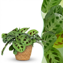 Kamerplant - Maranta Fascinator Kerchoveana - Pot Ø 12cm Hoogte ↕ 25cm