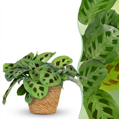 Kamerplant - Maranta Fascinator Kerchoveana - Pot Ø 12cm Hoogte ↕ 25cm