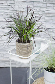 Buitenplant - Pennisetum x advena 'Summer Samba' - Pot Ø 19cm Hoogte ↕ 50cm