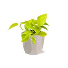 Kamerplant - Epipremnum Pinnatum 'Golden Pothos' - Pot Ø 14cm