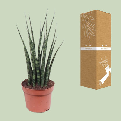 Kamerplant - Sansevieria Fernwood Mikado - Pot Ø 12cm Hoogte ↕ 40cm
