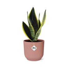 Kamerplant - Sansevieria Futura Superba - Pot Ø 14cm