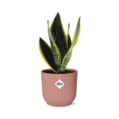 Kamerplant - Sansevieria Futura Superba - Pot Ø 14cm