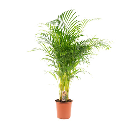 Kamerplant - Dypsis Lutescens (Areca Palm) - Hoogte ↕ 12-230cm