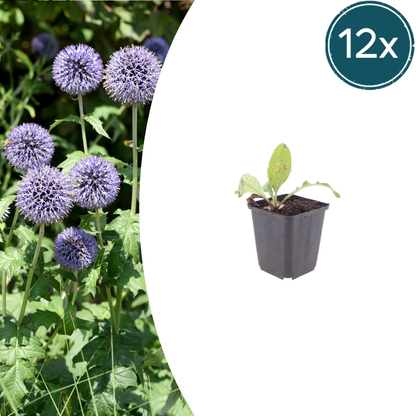 Buitenplant 12x Echinops ritro - Bloeiend - Pot Ø 9cm Hoogte ↕ 10-25cm