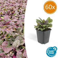 Buitenplant 60x Ajuga reptans 'Burgundy Glow' - Bloeiend - Pot Ø 9cm Hoogte ↕ 10-25cm