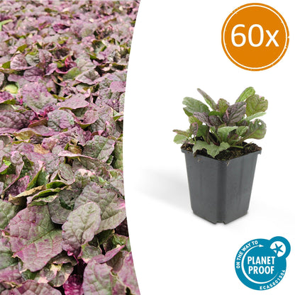 Buitenplant 60x Ajuga reptans 'Burgundy Glow' - Bloeiend - Pot Ø 9cm Hoogte ↕ 10-25cm