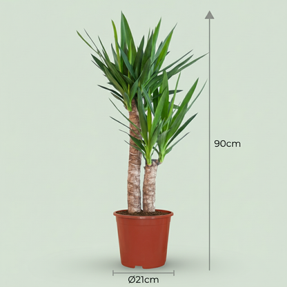Kamerplant - Yucca Elephantipes (Palmlelie) - Pot Ø 21cm Hoogte ↕ 80-90cm