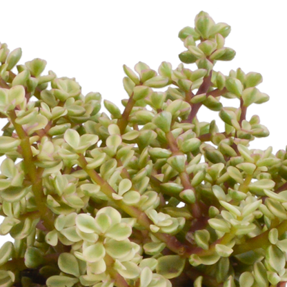 Kamerplant 3x Crassula mix - In terracotta pot - Pot Ø 10,5cm