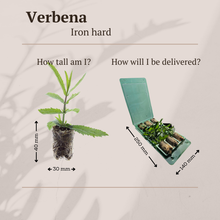 Buitenplant 6x Verbena - Bloeiend - Balkonplant