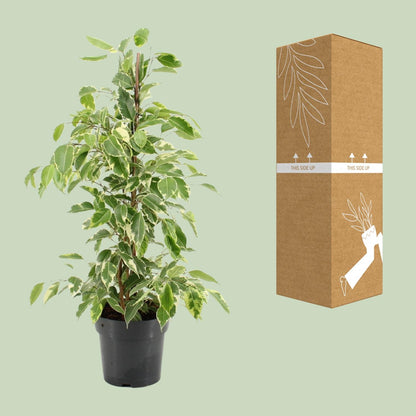 Kamerplant - Ficus Benjamina Golden King - Pot Ø 17cm Hoogte ↕ 70cm