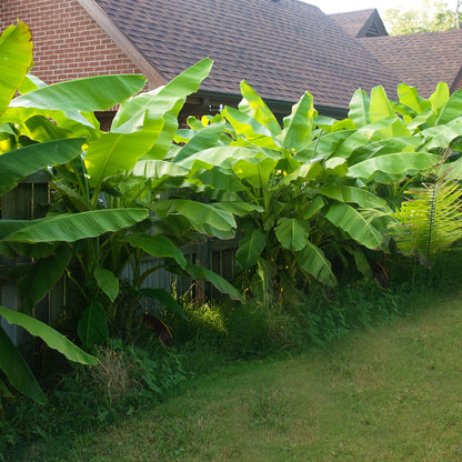 Buitenplant 6x Musa Basjoo - Winterhard - Pot Ø 12cm Hoogte ↕ 30cm