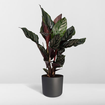 Kamerplant - Calathea Ornata - Pot Ø 14cm Hoogte ↕ 50cm