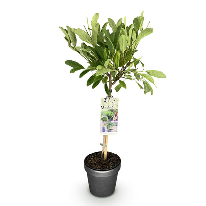 Buitenplant - Magnolia stellata op Stam - Winterhard - Pot Ø 19cm Hoogte ↕ 90cm